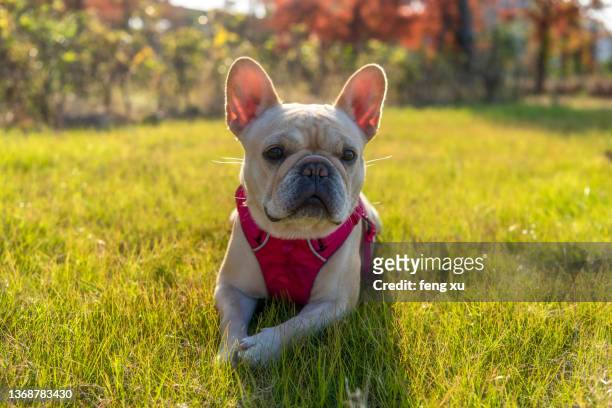 french bulldog - french bulldog stock pictures, royalty-free photos & images