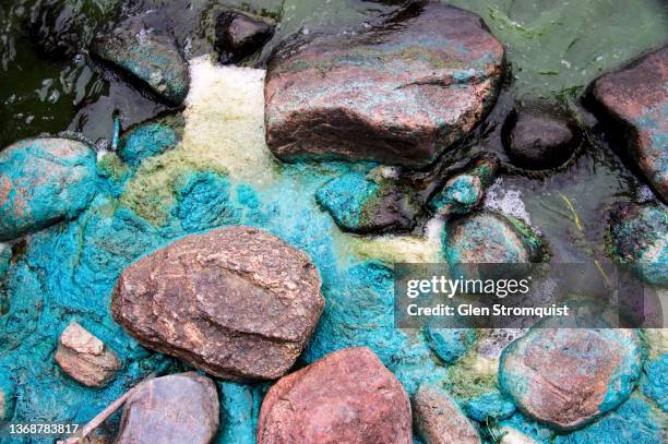 blue green algae on a lakeshore - água doce imagens e fotografias de stock