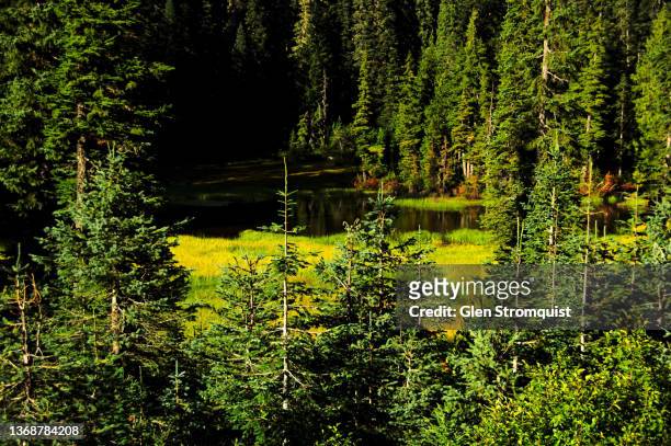 evergreen trees around a small  mountain lake - balsam fir stock pictures, royalty-free photos & images