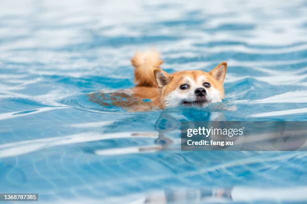 pet shiba inu swimming - dog swimming stock pictures, royalty-free photos & images