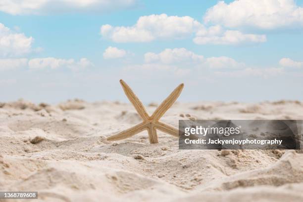 starfish on the beach - fish sea water close up nobody foto e immagini stock