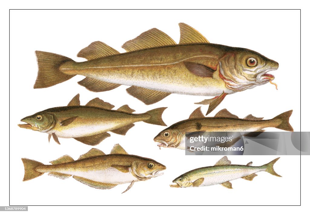 Old engraved illustration of fishes