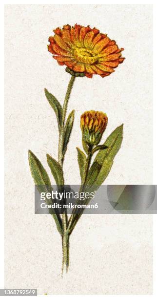 old chromolithograph illustration of botany, pot marigold, common marigold, ruddles or scotch marigold (calendula officinalis) - calendula stock-fotos und bilder
