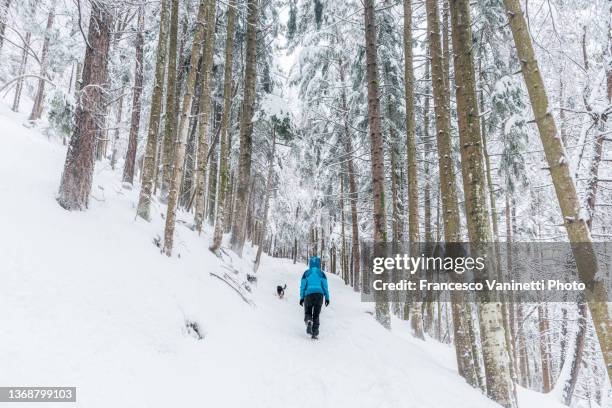 woman and dog walking under a snowfall, italy. - larch tree fotografías e imágenes de stock