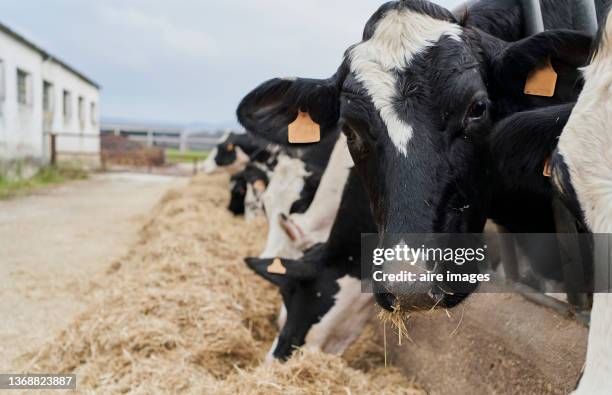 dairy cows eating hay at a farm. - dairy cattle fotografías e imágenes de stock