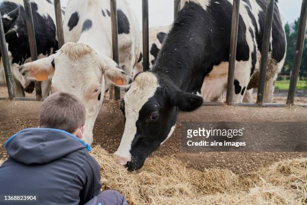 boy feeding cows with hay at a farm. - divisa da calcio - fotografias e filmes do acervo