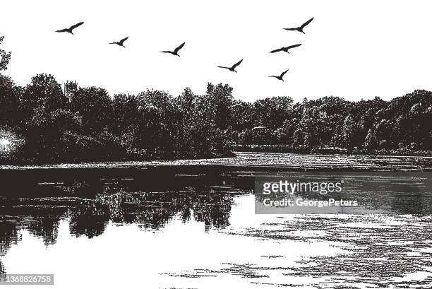lake with geese flying in v-formation - animals in the wild stock illustrations