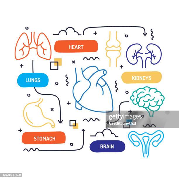 ilustrações, clipart, desenhos animados e ícones de órgãos humanos e anatomia relacionada à mão desenhada bandeira design ilustração vetor - abdome