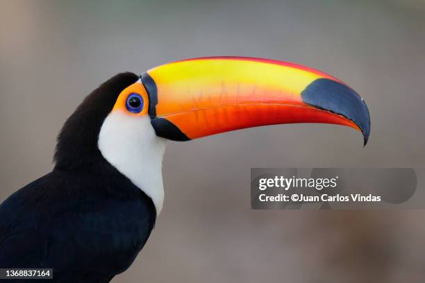 toco toucan (ramphastos toco) - toco toucan stock pictures, royalty-free photos & images