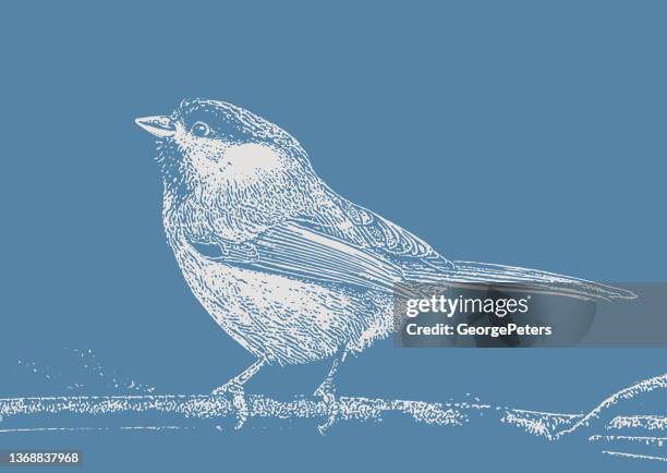 smiling black-capped chickadee - chickadee stock illustrations