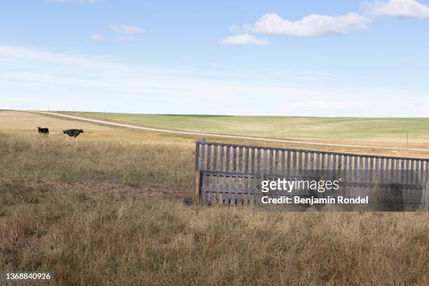 wooden fence - feldweg grüne wiese kühe stock-fotos und bilder