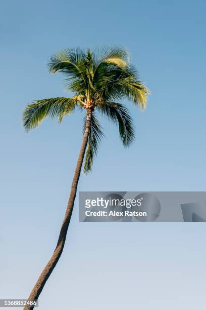 a tall tropical palm tree against a pure blue sky - palm tree stock-fotos und bilder