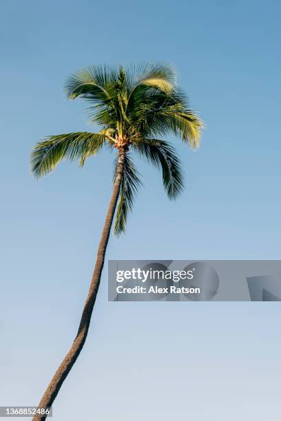 a tall tropical palm tree against a pure blue sky - palm stock pictures, royalty-free photos & images