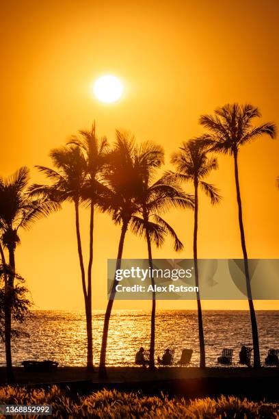 a dramatic sunset silhouettes a row of palm trees near waikoloa in hawaii - palm sunday stockfoto's en -beelden