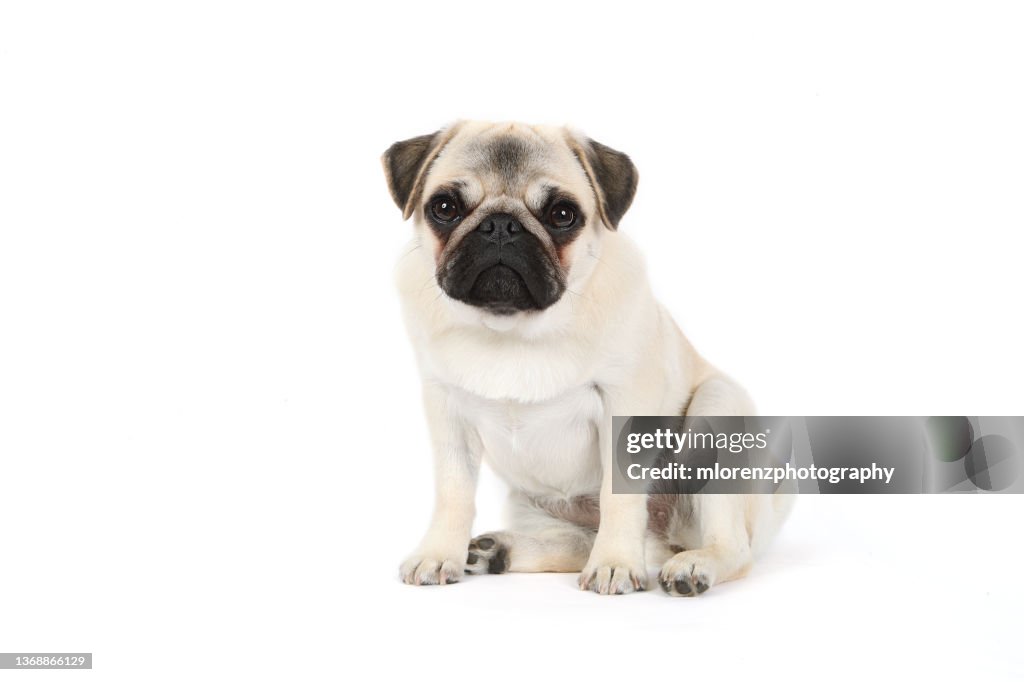 Fawn Pug Puppy