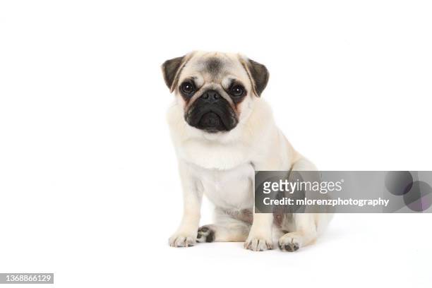 fawn pug puppy - pug stock pictures, royalty-free photos & images