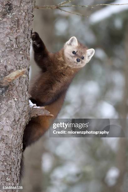 american marten - weasel family stock pictures, royalty-free photos & images