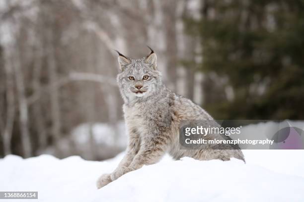 canada lynx kitten - canadian lynx fotografías e imágenes de stock
