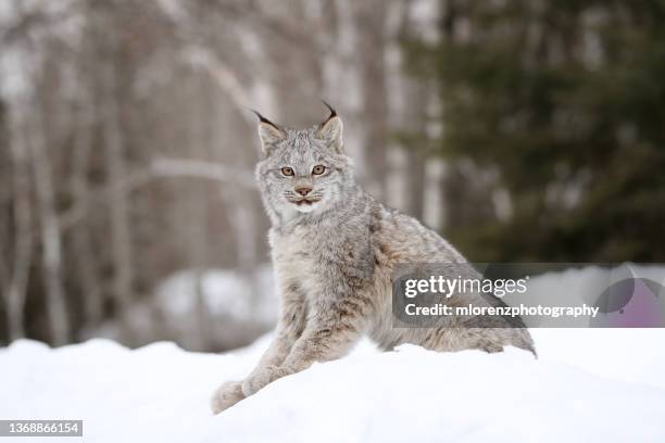 canada lynx kitten - lynx photos et images de collection