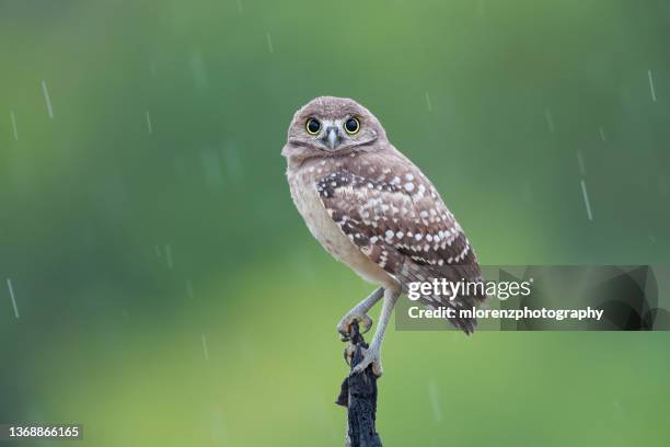 burrowing owlet - rain owl stock pictures, royalty-free photos & images