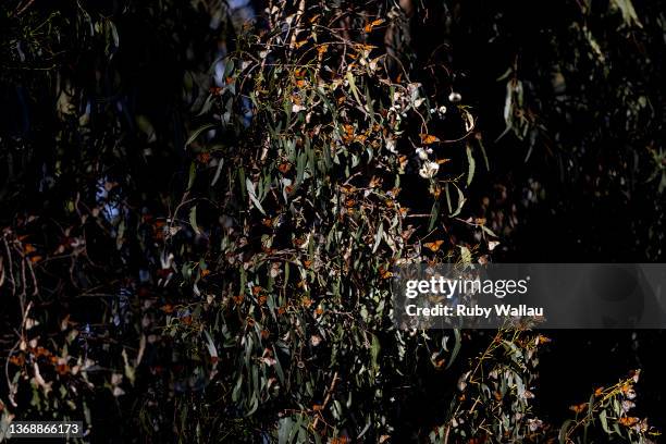 Monarch butterflies gather in eucalyptus trees at Pismo State Beach Monarch Butterfly Grove on February 05, 2022 in Pismo Beach, California. After...