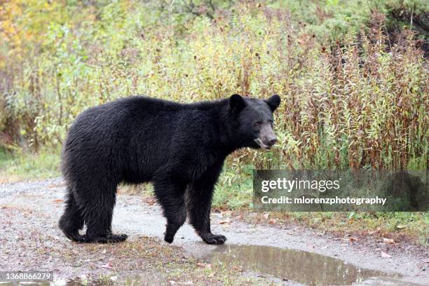 black bear - bear tracks bildbanksfoton och bilder