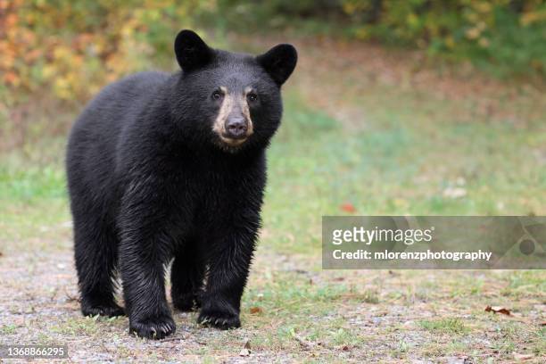 black bear cub - american black bear stock pictures, royalty-free photos & images