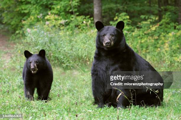 black bear sow & cub - sow bear stockfoto's en -beelden