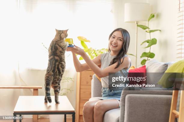 young beautiful asian woman feeding her cat at home. - cat standing stock pictures, royalty-free photos & images