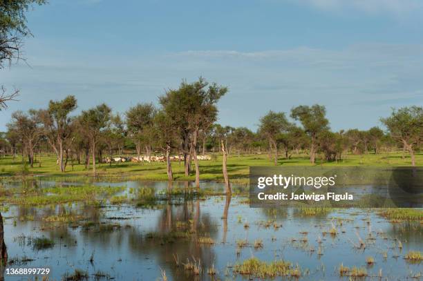 beautiful landscape with cattle in upper nile state, south sudan. - südsudan stock-fotos und bilder