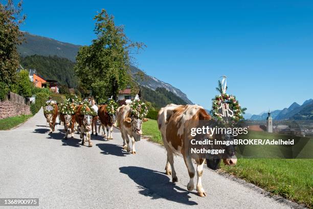 decorated cows at the almabtrieb on the way to the heimathof, inntal, tyrol, austria - almabtrieb stock-fotos und bilder