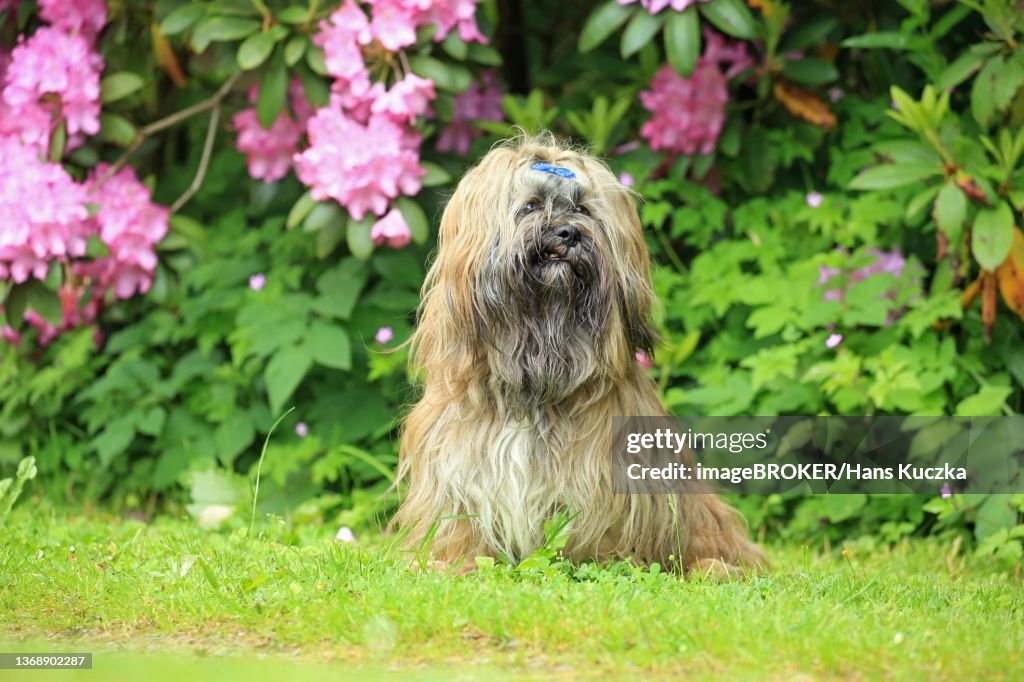 Dog, Lhasa Apso, sitting, Arnsberg, North Rhine-Westphalia, Germany