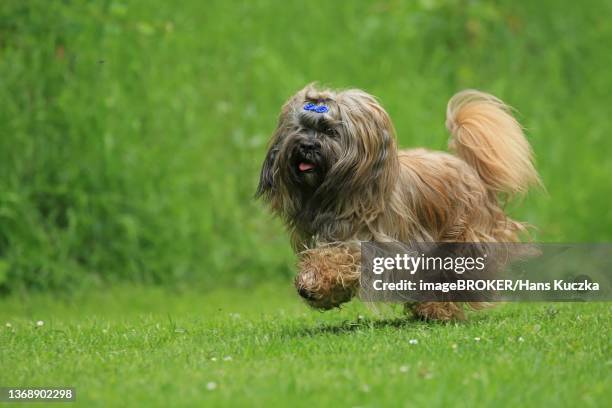 dog, lhasa apso, running, arnsberg, north rhine-westphalia, germany - lhasa 個照片及圖片檔