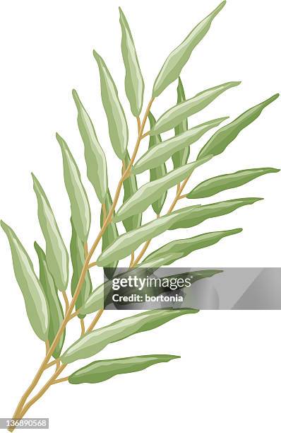 willow bough - willow tree white background stock illustrations