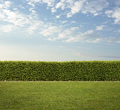 Back yard, nice trimmed  hedge fence on the grass with copy space