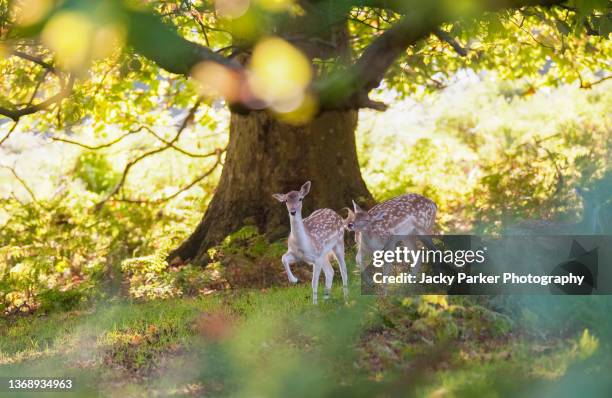 a group of young fallow deer in the woodland of richmond park, london, england - claro herboso fotografías e imágenes de stock