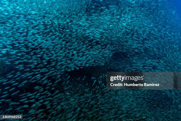 false herring school. - plancton photos et images de collection