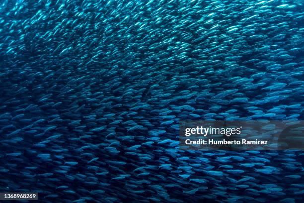 false herring school. - pesce di mare foto e immagini stock