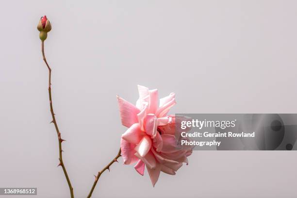 pink rose - scherp stockfoto's en -beelden