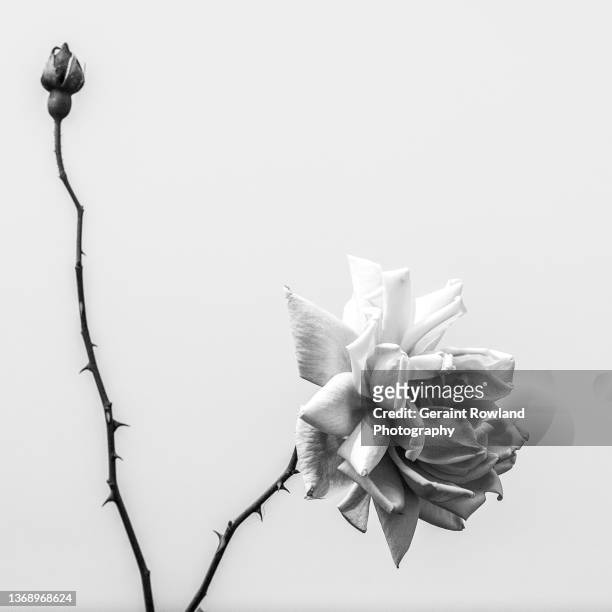 rose in black & white - thorn foto e immagini stock