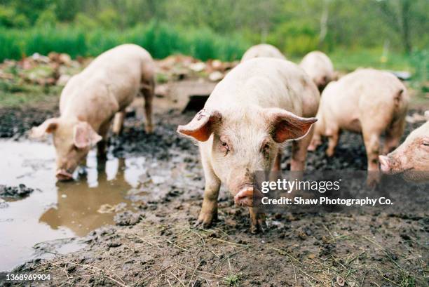 a film image of a handful of small pink pig inside a muddy pigpen. some are drinking water and some are just walking around - varkenshok stockfoto's en -beelden