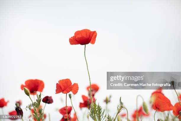 campo de amapolas - poppies stockfoto's en -beelden