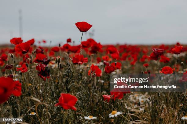 campo de amapolas en verano - coquelicot fotografías e imágenes de stock