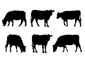 Beef Cattle Silhouette Cow Standing Grazing Agriculture Livestock
