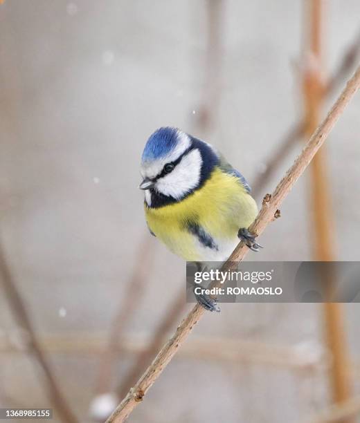 blue tit perching in the snow, oslo norway - tit stock pictures, royalty-free photos & images