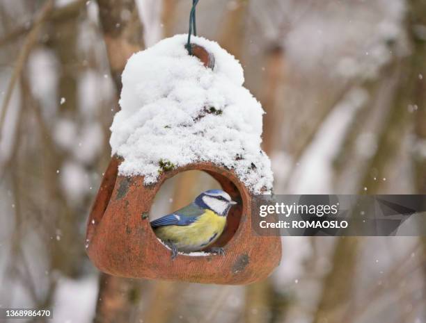 blue tit relaxing on a bird feeder in february, oslo norway - bird feeder stockfoto's en -beelden