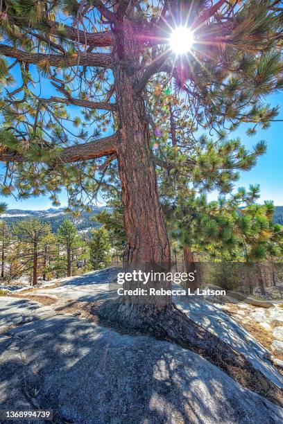 jeffrey pine growing in the granite - pinus jeffreyi stock pictures, royalty-free photos & images