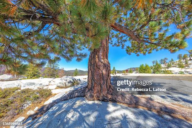 jeffrey pine growing in the granite - pinus jeffreyi stock pictures, royalty-free photos & images