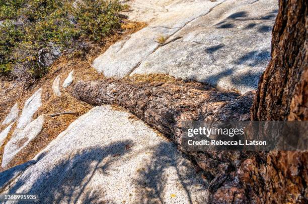 the long arm of the jeffrey pine - pinus jeffreyi stock pictures, royalty-free photos & images