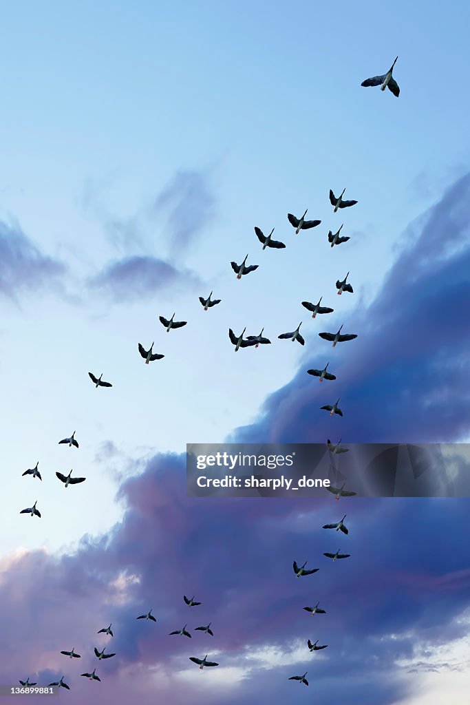 Tierwanderung Kanadagänsen